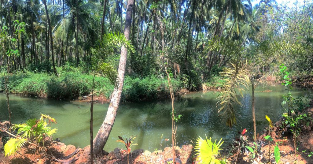 Riverside in Agonda at Saturn Jungle Huts
